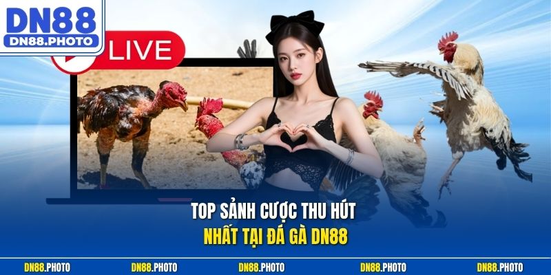 Top sảnh cược thu hút nhất tại Đá gà DN88